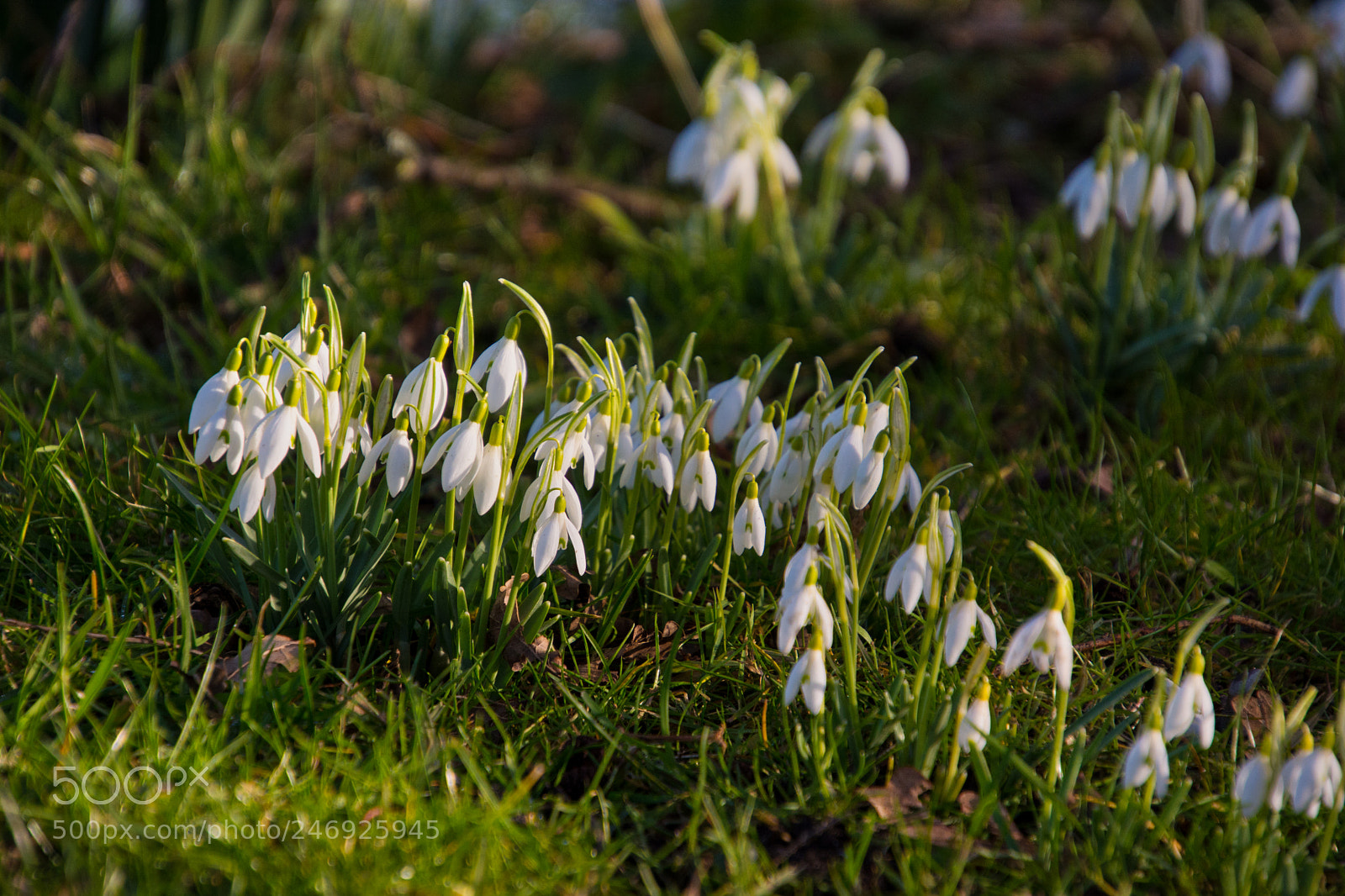 Nikon D7100 sample photo. Queued up for spring photography