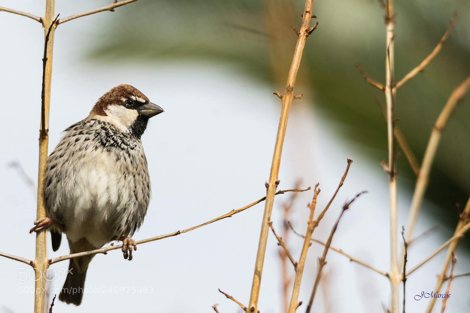 Nikon D7100 sample photo. Spanish sparrow photography