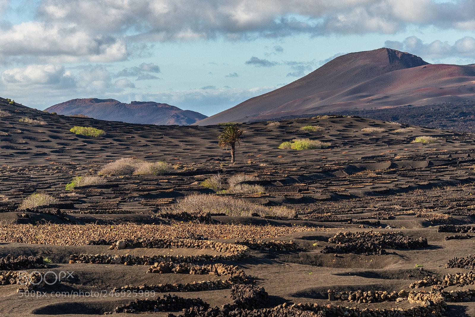 Nikon D800 sample photo. Volcano vineyard photography