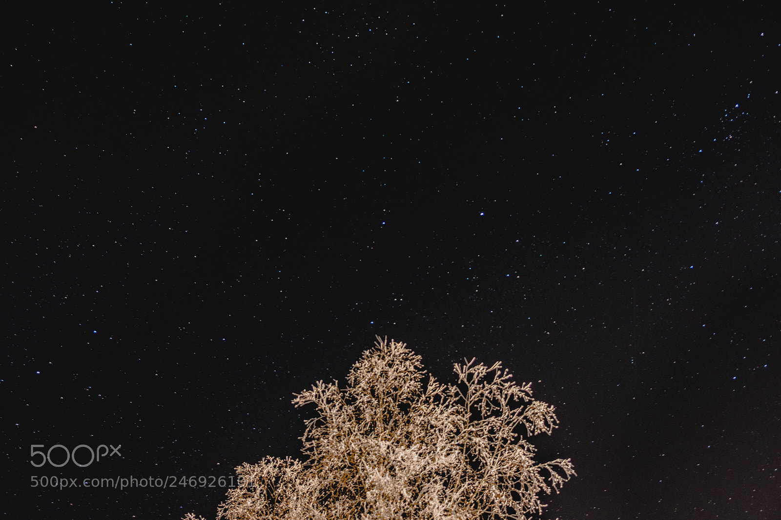 Fujifilm X-T20 sample photo. Stars behind a tree photography