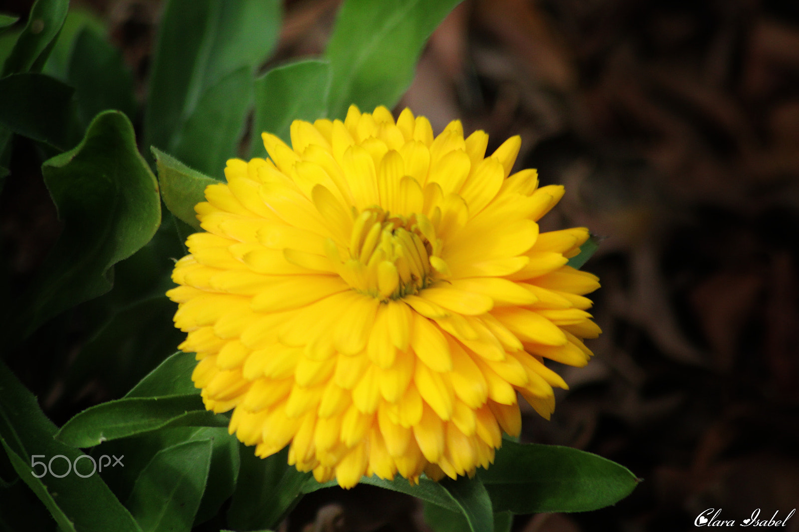Canon EOS 1200D (EOS Rebel T5 / EOS Kiss X70 / EOS Hi) sample photo. Por el camino... photography