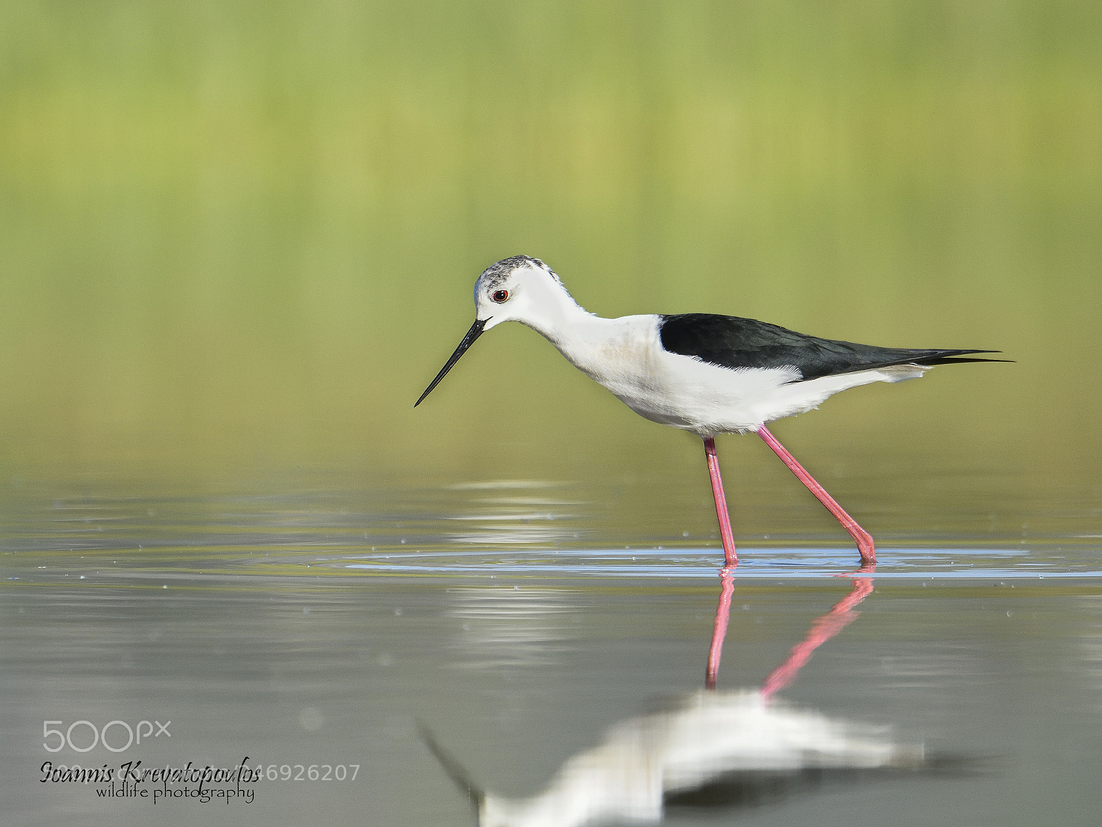Nikon D7200 sample photo. Black-winged stilt. photography