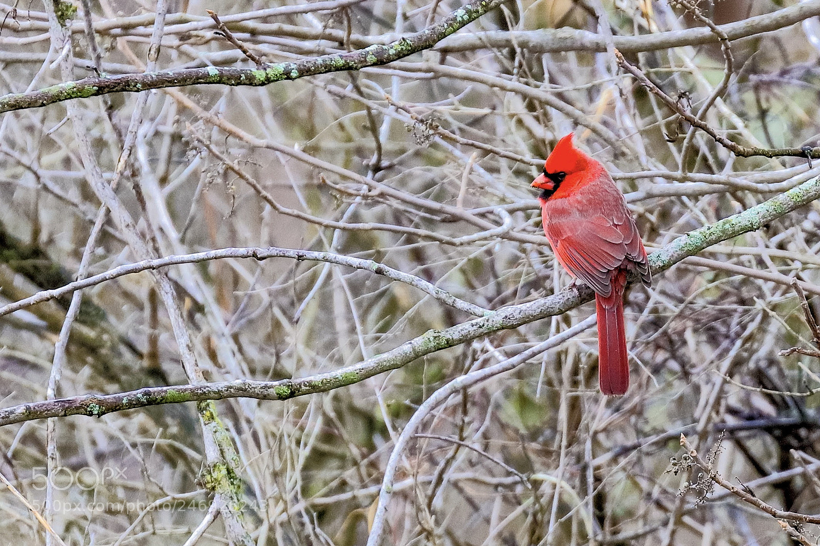 Canon EOS 5DS R sample photo. Cardinal photography