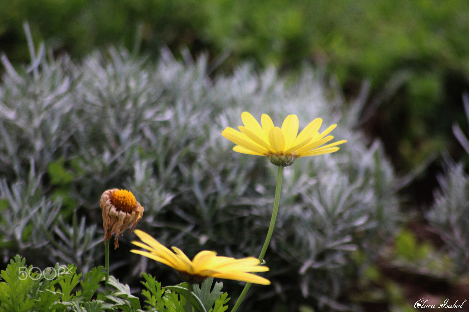 Canon EOS 1200D (EOS Rebel T5 / EOS Kiss X70 / EOS Hi) sample photo. Por el camino... photography