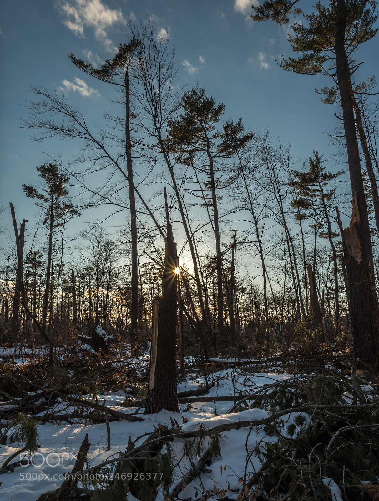Olympus OM-D E-M1 Mark II sample photo. Sun and winter woods photography