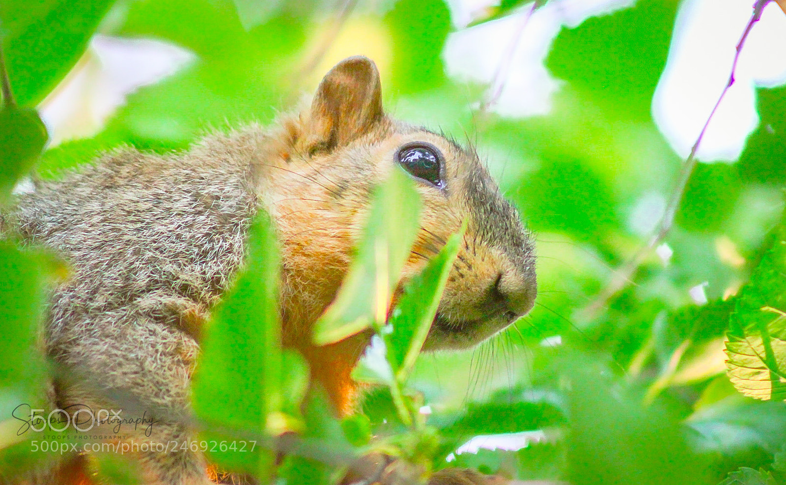 Canon EOS 1300D (EOS Rebel T6 / EOS Kiss X80) sample photo. Peekabooeditedoozx photography
