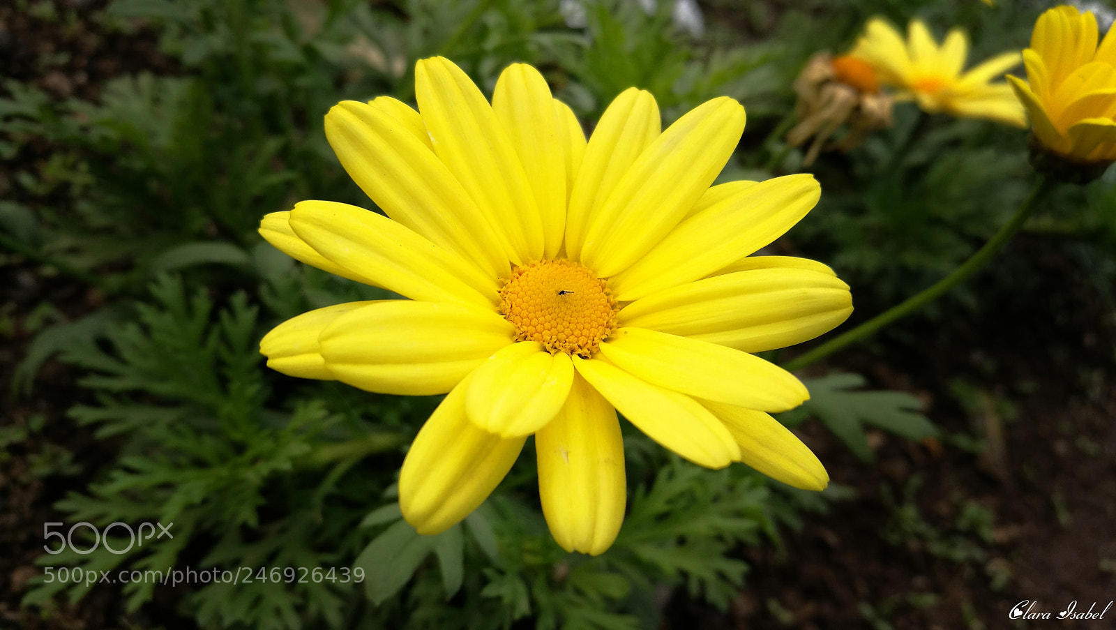 HUAWEI P9 Plus sample photo. Por el camino... photography
