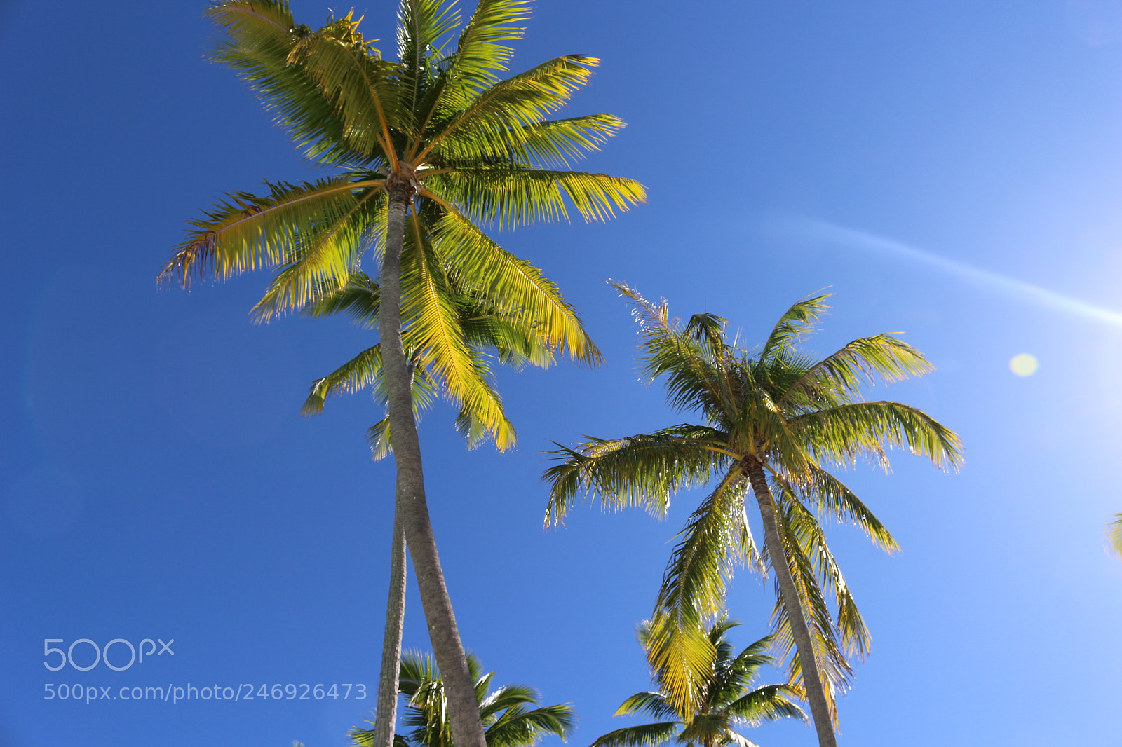 Canon EOS 700D (EOS Rebel T5i / EOS Kiss X7i) sample photo. Palm and sky photography