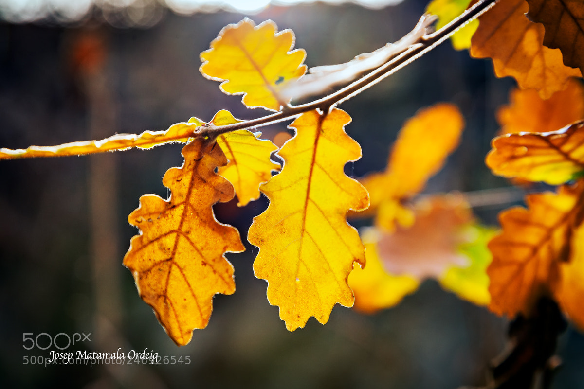 Canon EOS 5D sample photo. Fullas photography