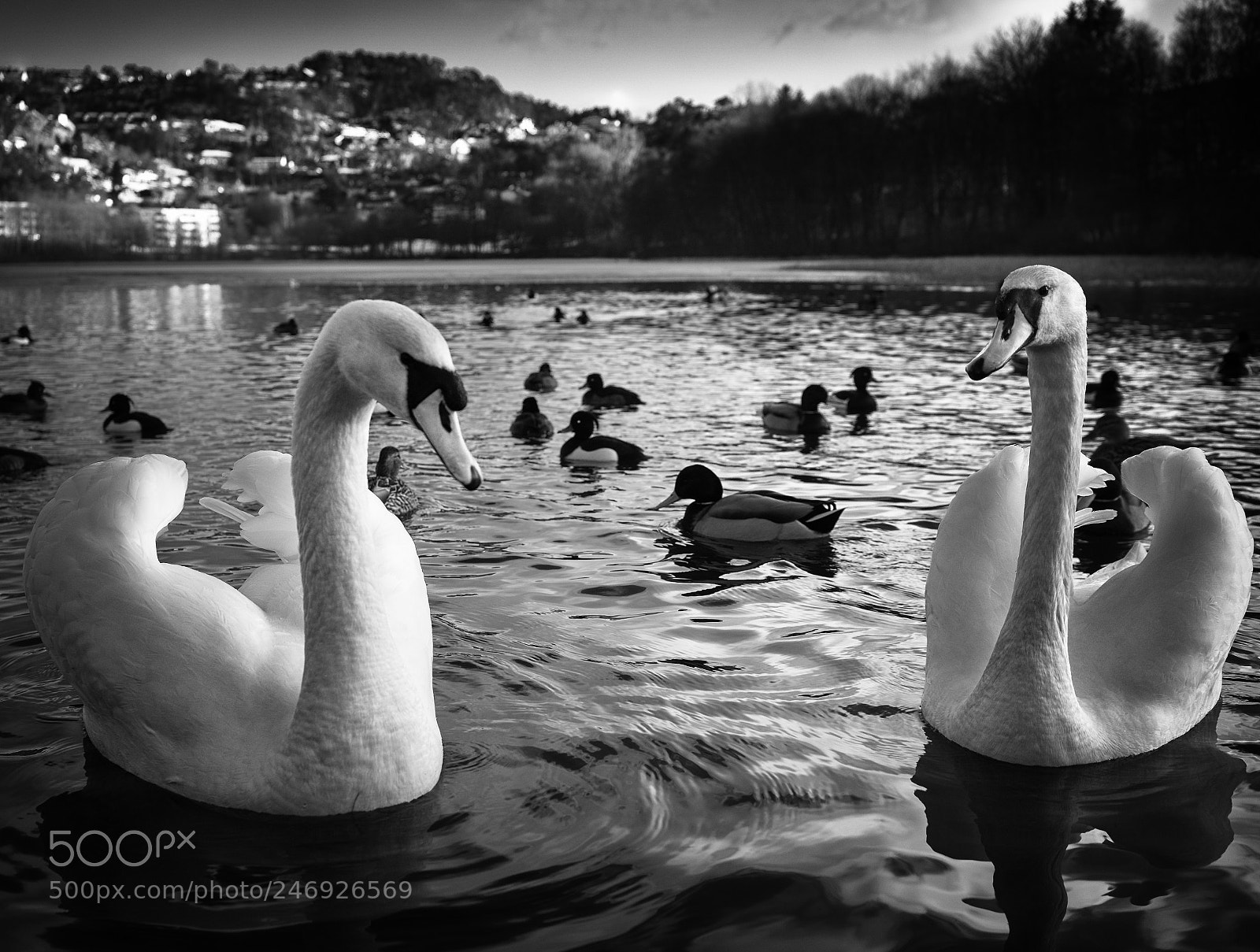 Sony a7 sample photo. Swan love photography