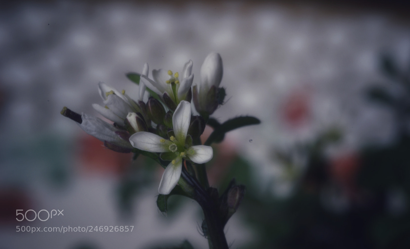 Pentax K-3 sample photo. Extra small 2... photography
