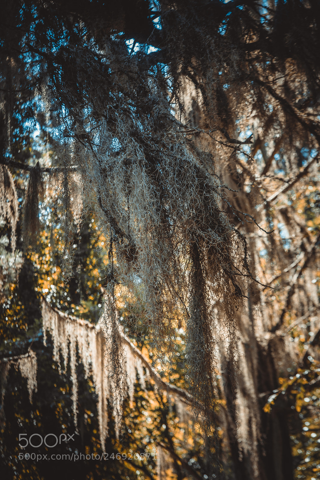 Nikon D750 sample photo. Creepy dirt trees photography