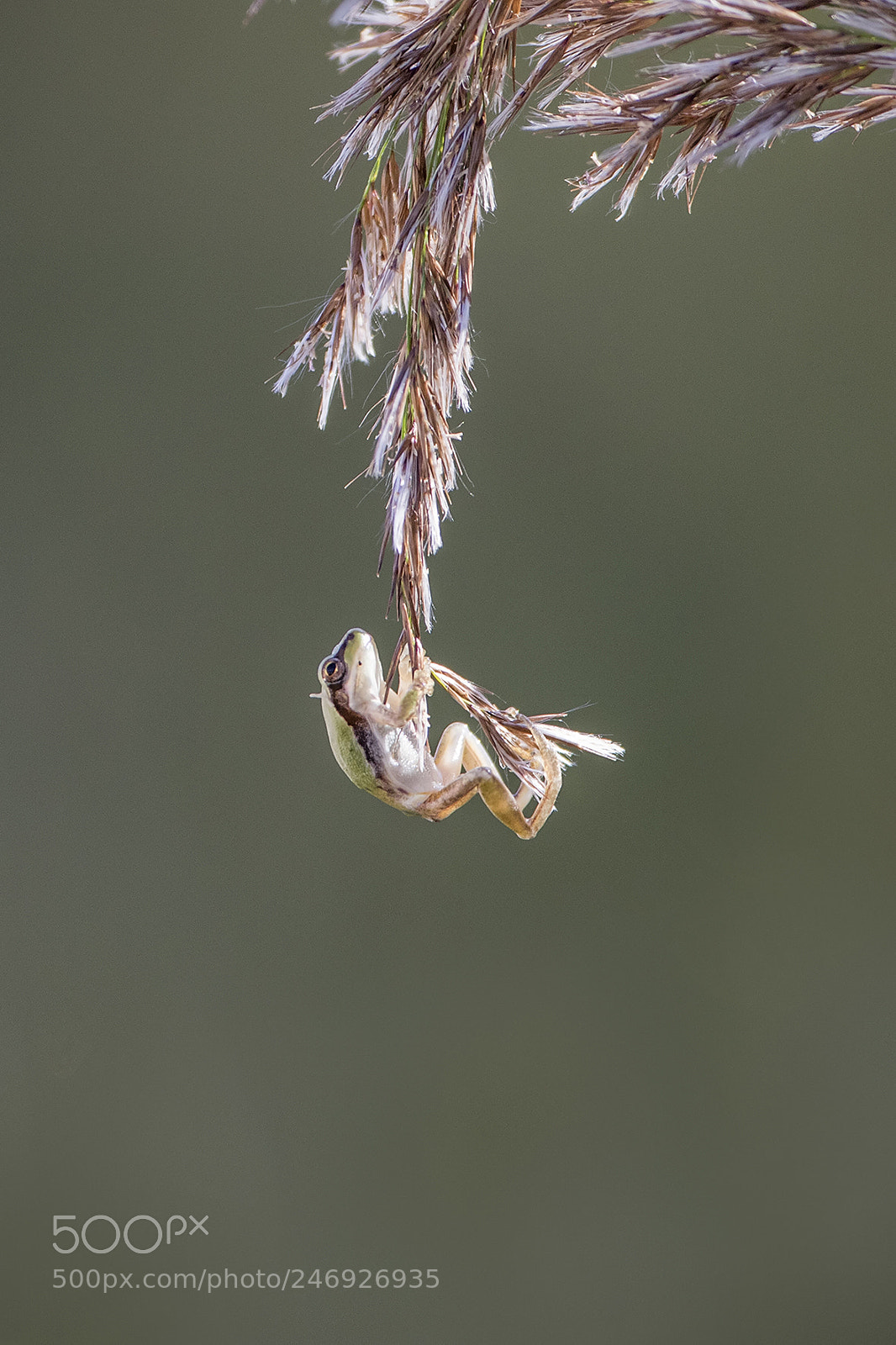 Canon EOS 7D Mark II sample photo. A4 photography