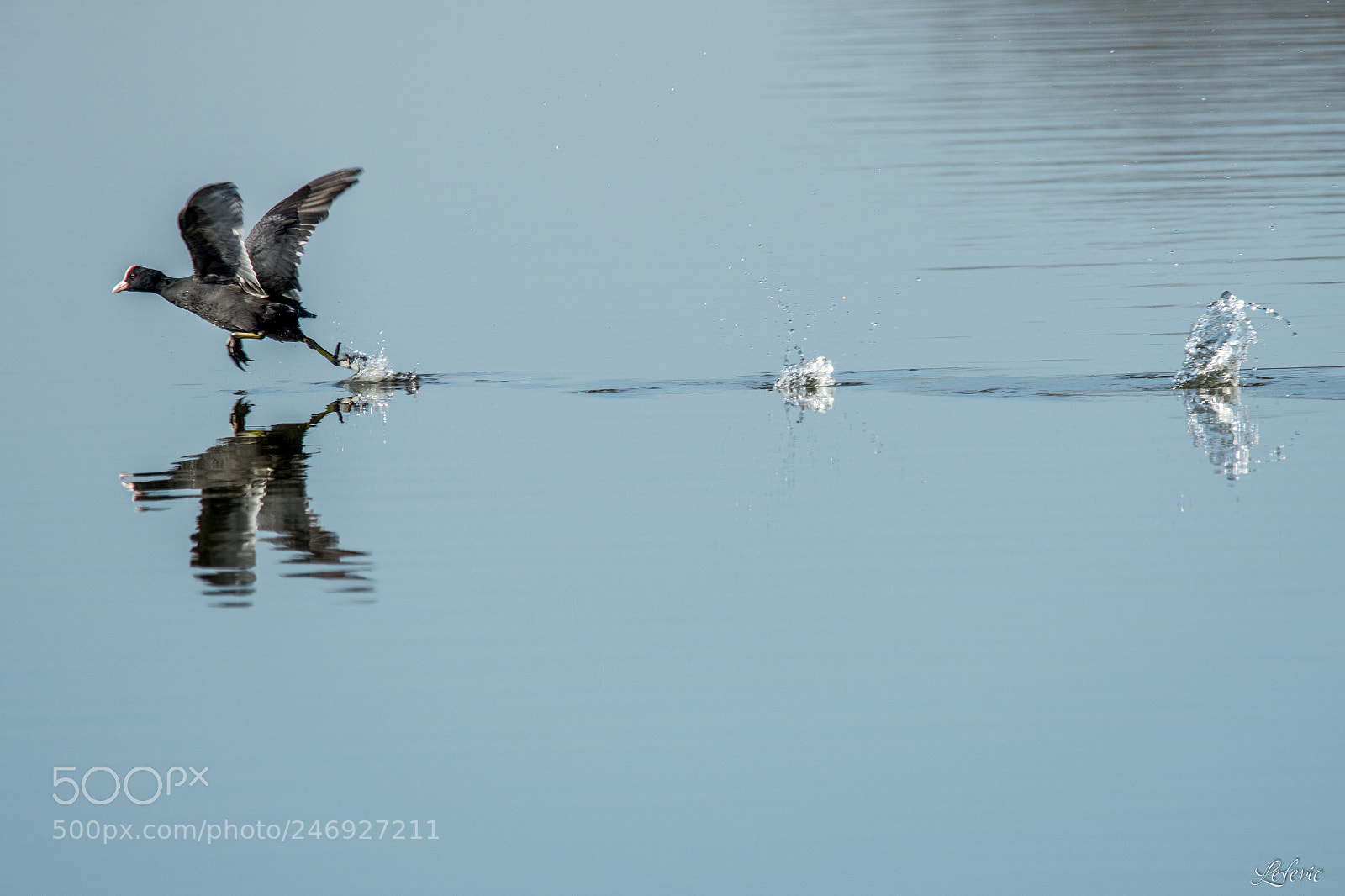 Nikon D7200 sample photo. Fulica atra iii photography