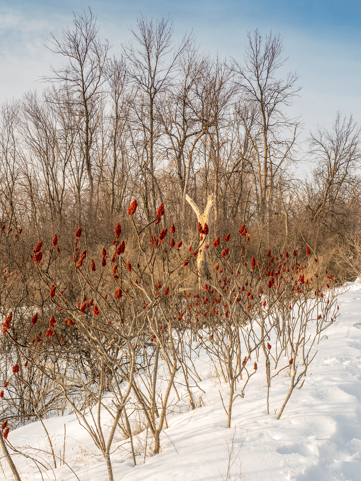 Olympus OM-D E-M1 Mark II sample photo. Sumacs snow and trees photography