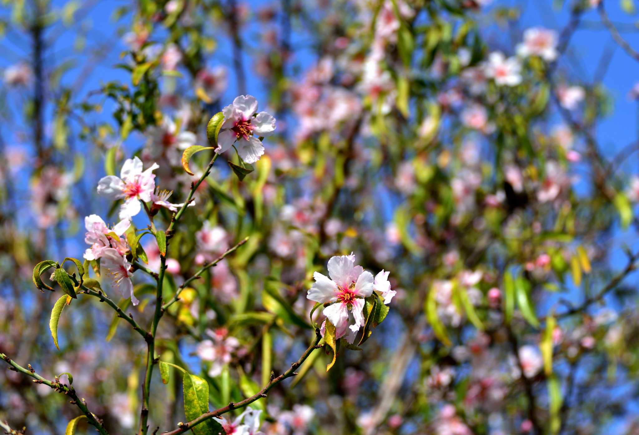 Nikon D800 sample photo. Almonds photography