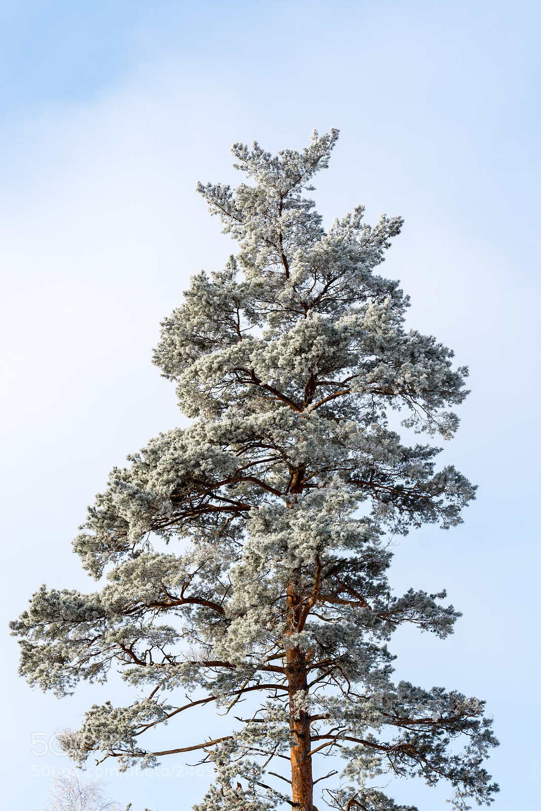 Nikon D7200 sample photo. Pine tree photography