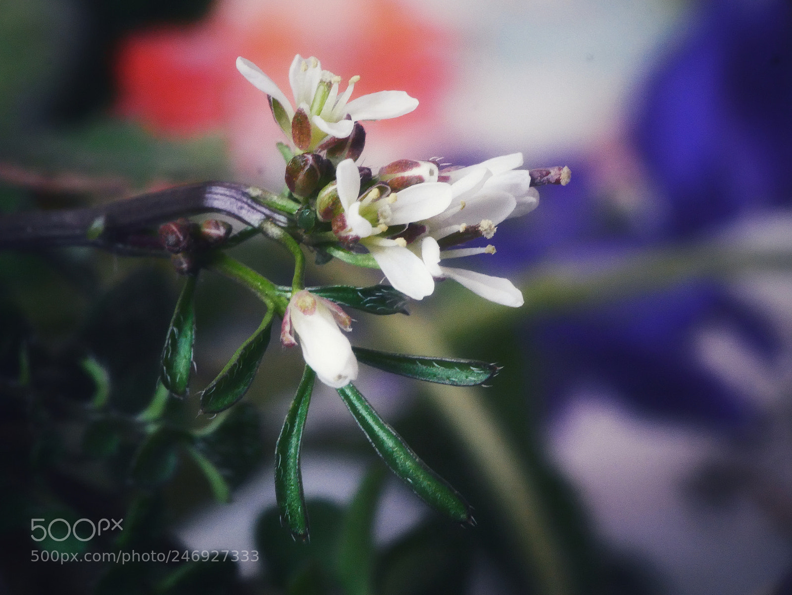 Panasonic Lumix DMC-GX85 (Lumix DMC-GX80 / Lumix DMC-GX7 Mark II) sample photo. Extra small 3... photography