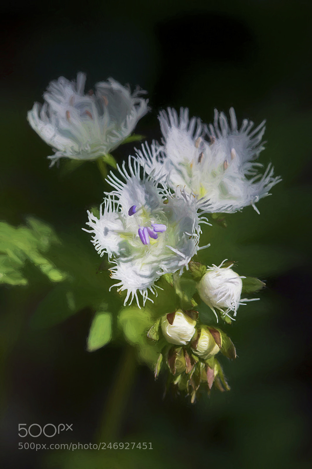 Nikon D7100 sample photo. Fringed phacelia photography