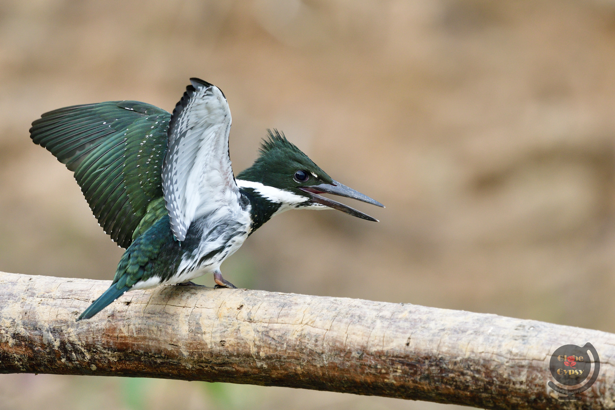 Nikon Nikkor AF-S 300mm F4E PF ED VR sample photo. Green kingfisher photography