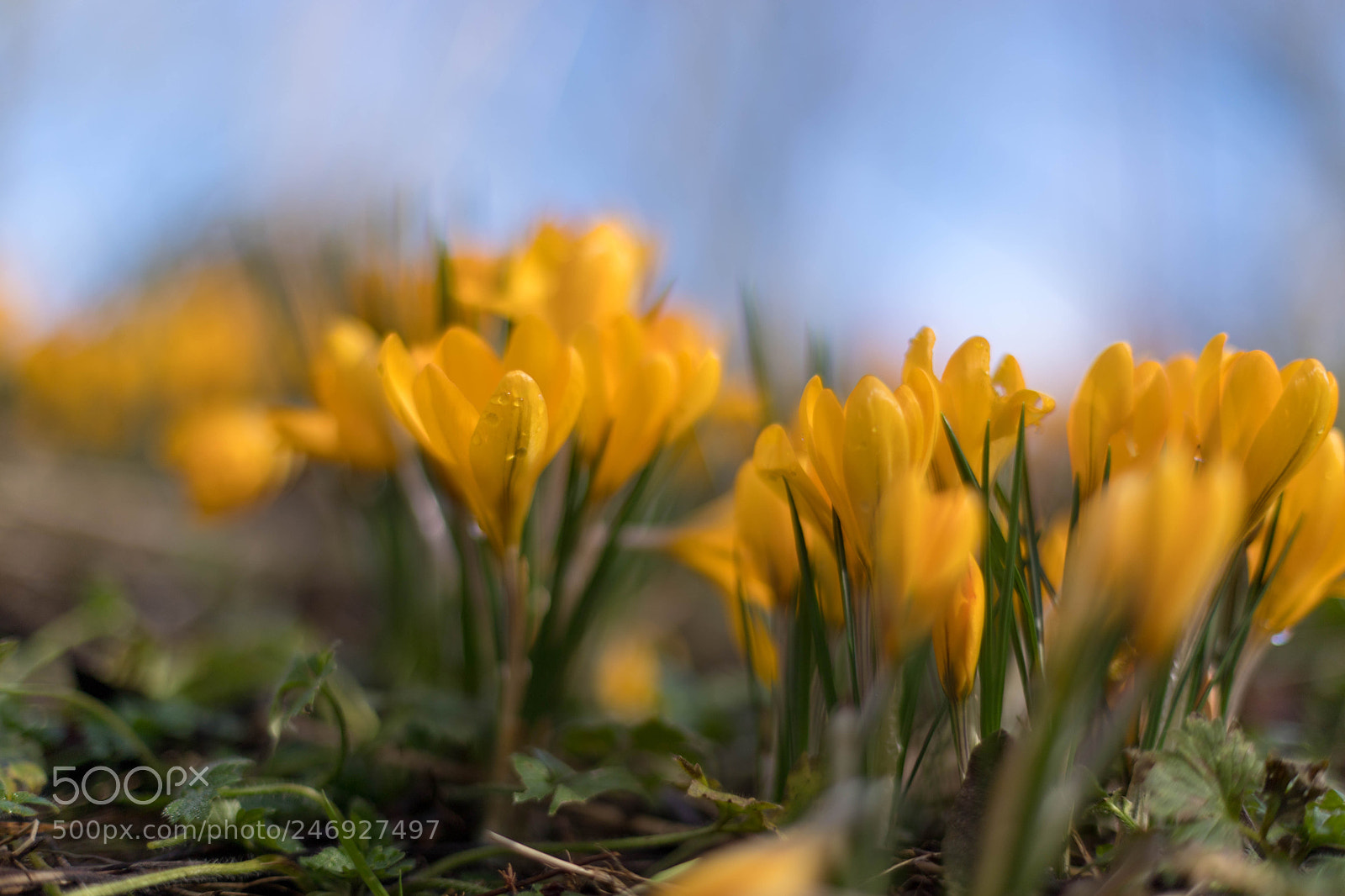 Canon EOS 6D Mark II sample photo. Deep rich yellow crocus photography