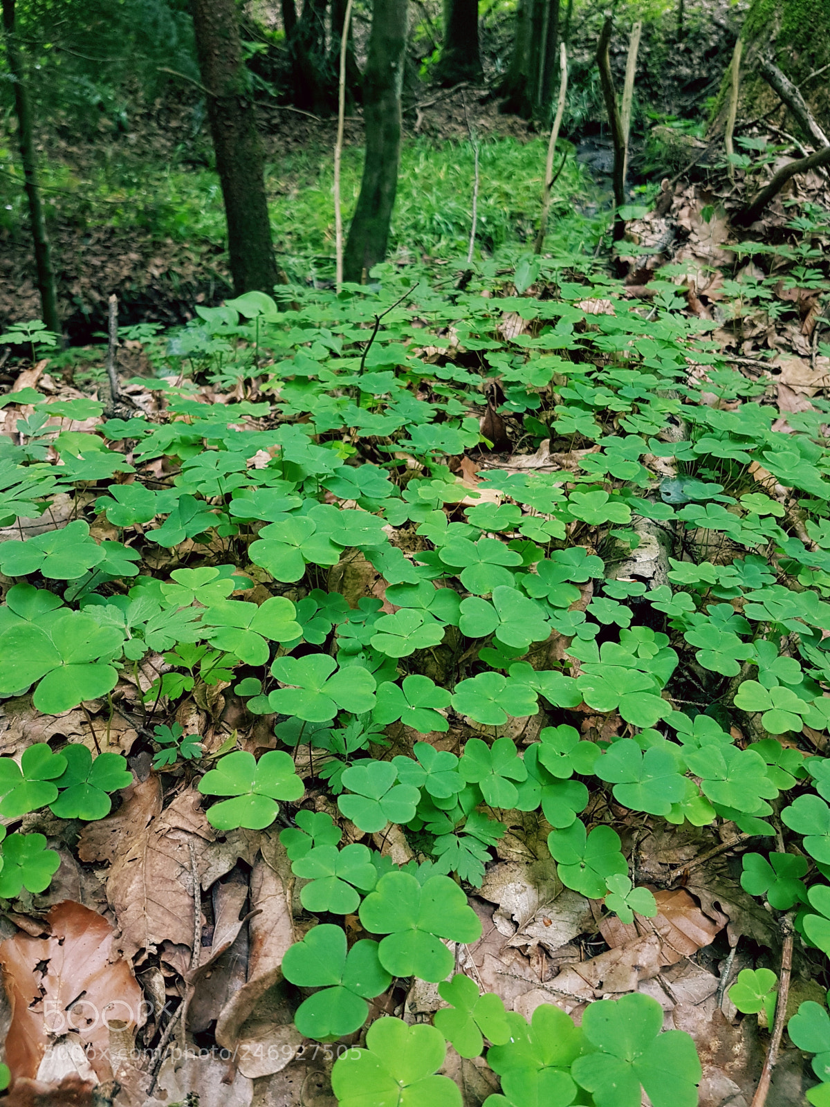 Samsung Galaxy S7 sample photo. Field of clovers photography