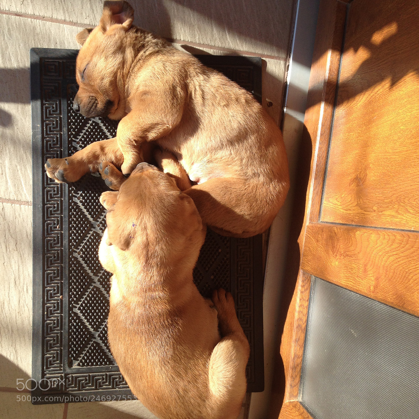 Apple iPhone 5 sample photo. Two puppys... photography