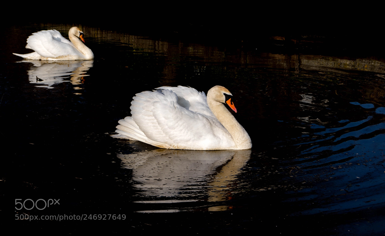 Sony SLT-A68 sample photo. Swan lake photography