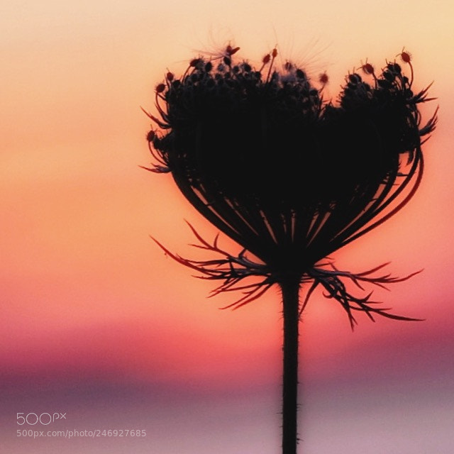Sony a6300 sample photo. Sunset photography