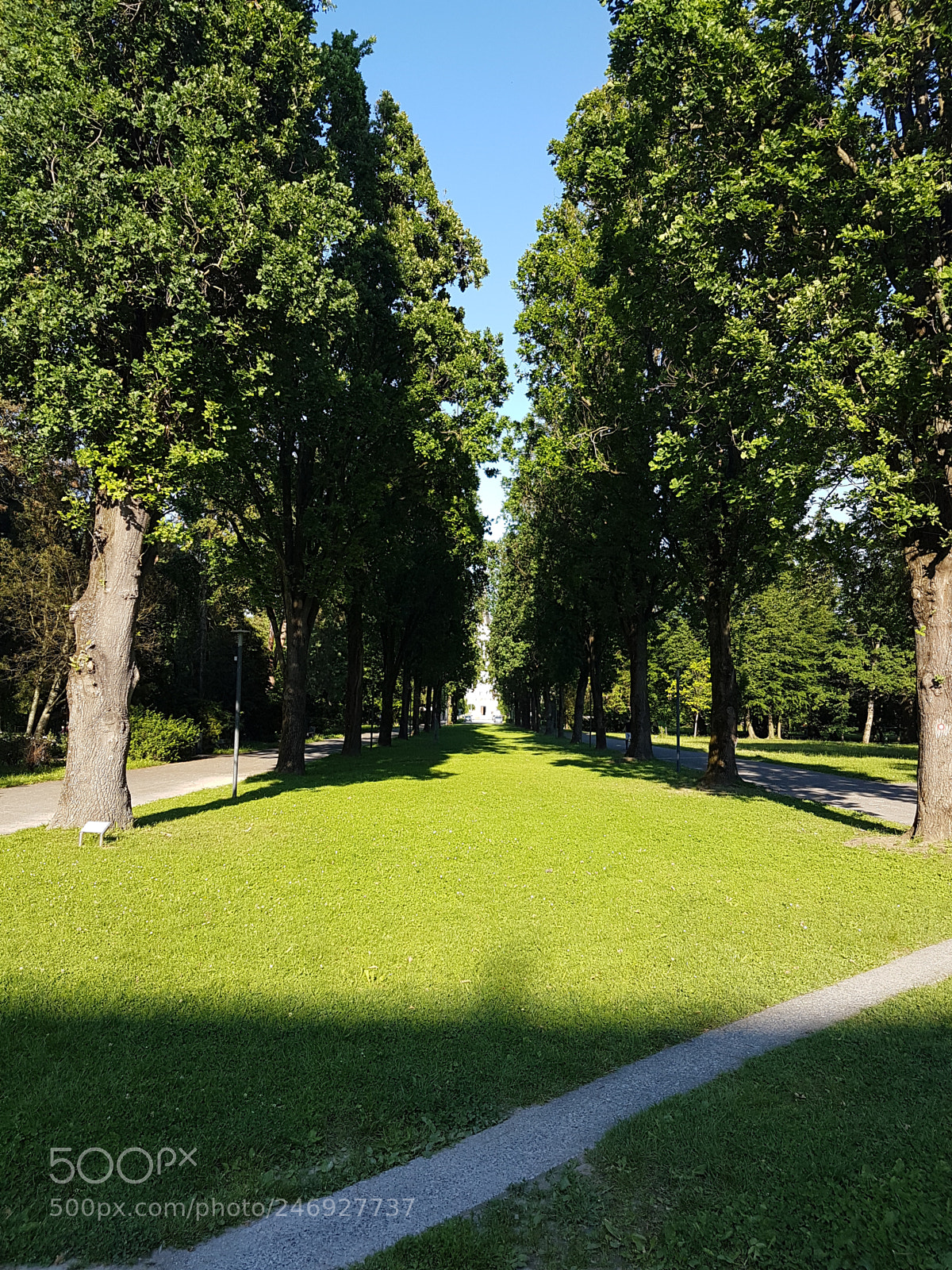 Samsung Galaxy S7 sample photo. Tree composition photography