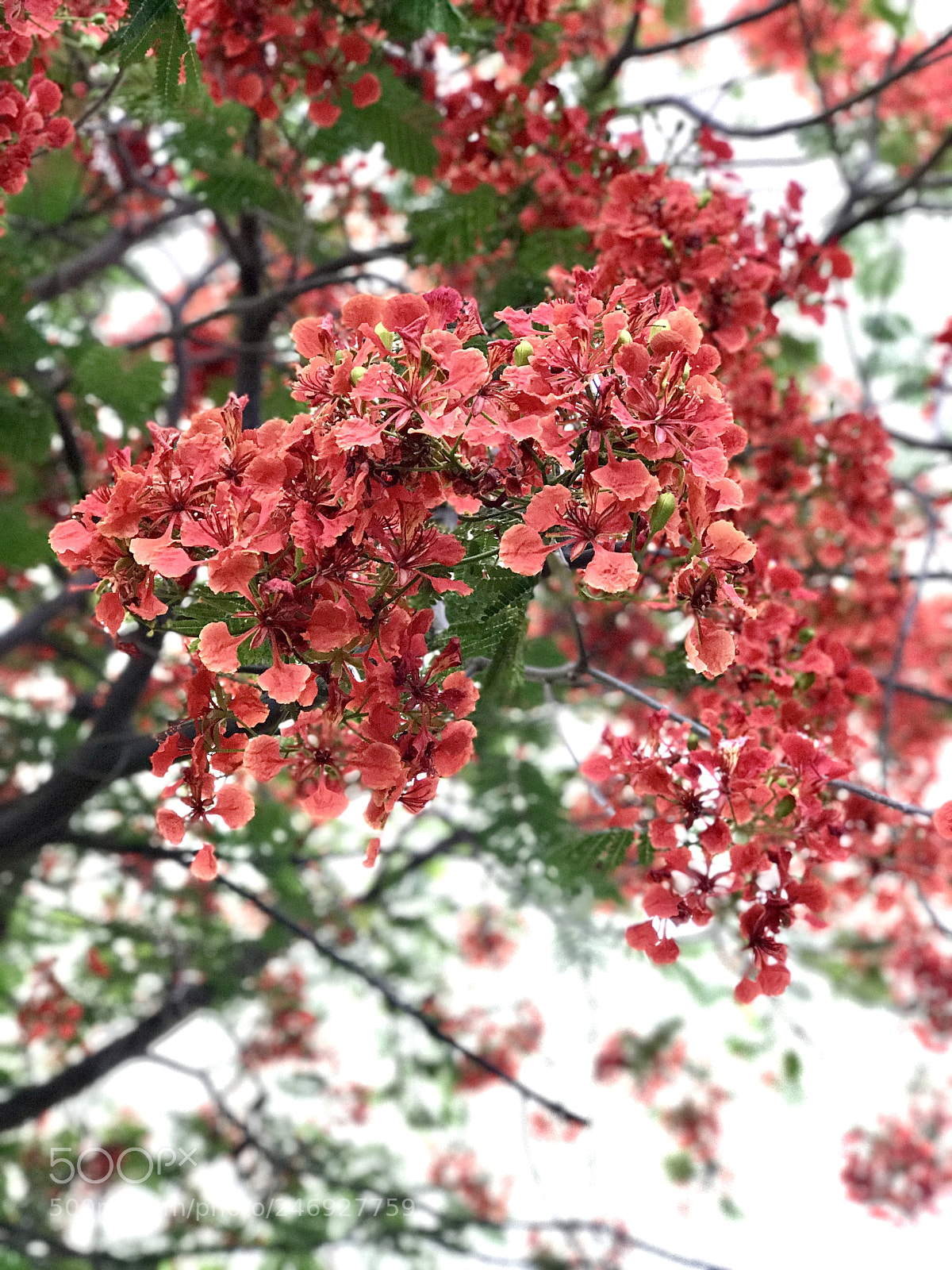 Apple iPhone 7 Plus sample photo. Gulmohar - hibiscus photography