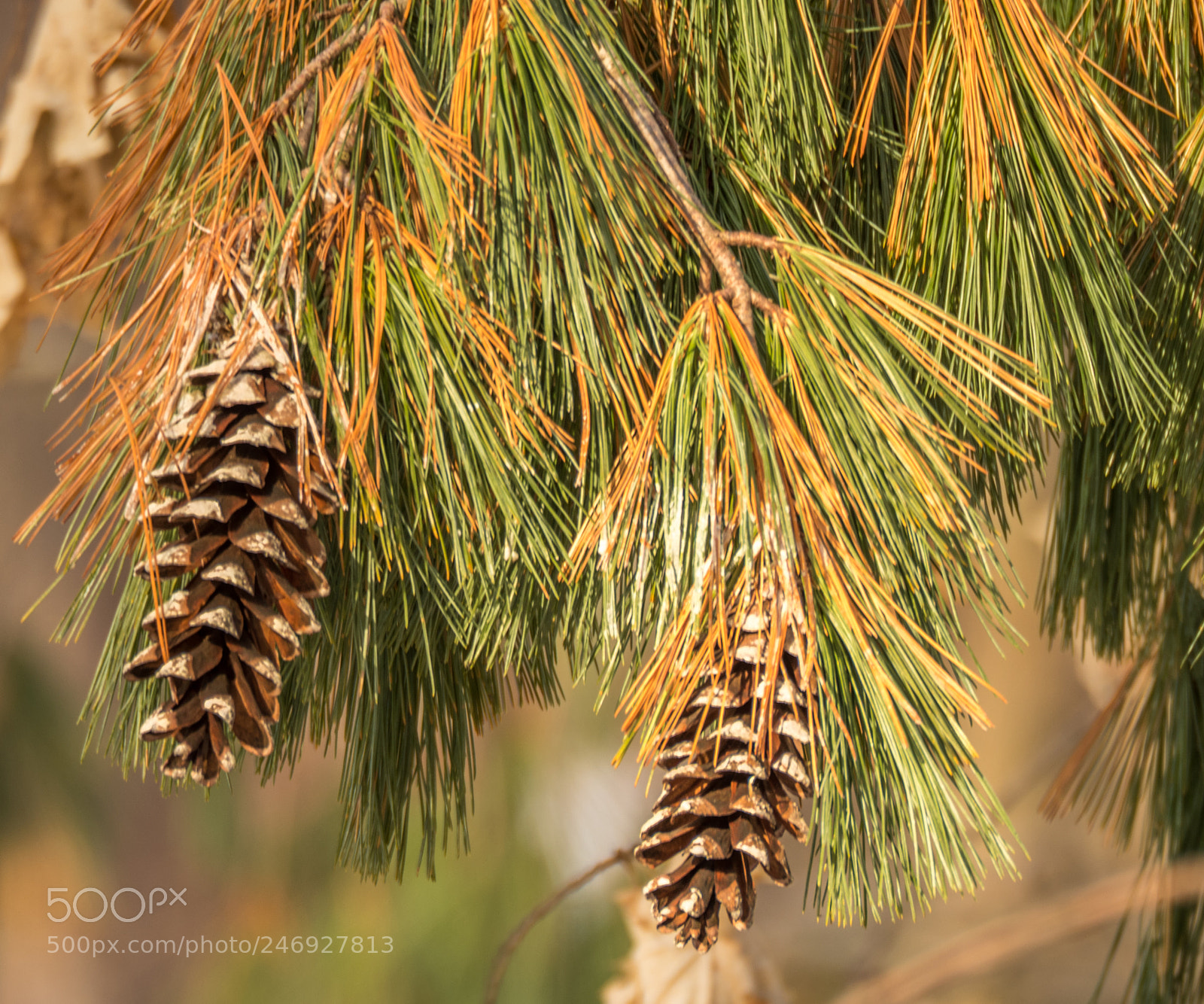 Olympus OM-D E-M1 Mark II sample photo. Pine cones on a photography