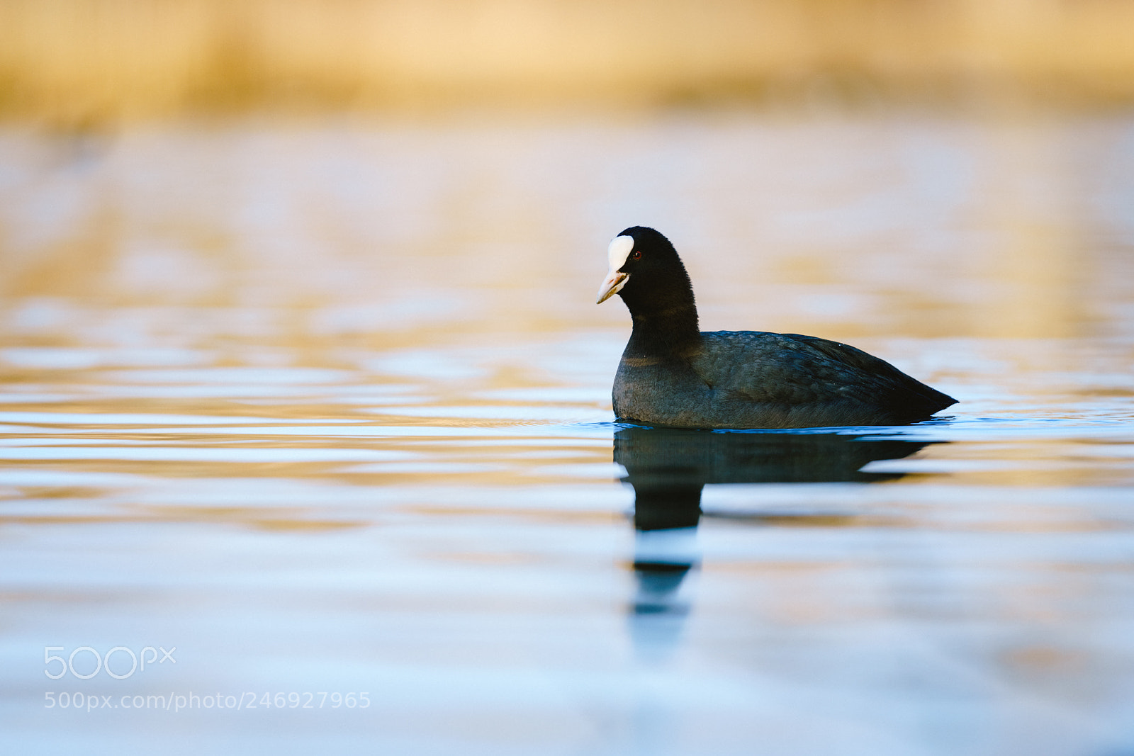 Sony a7R III sample photo. Blässhuhn photography