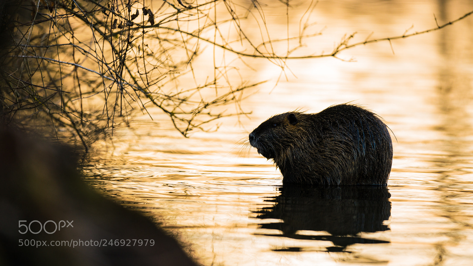 Sony a7R III sample photo. Nutria photography