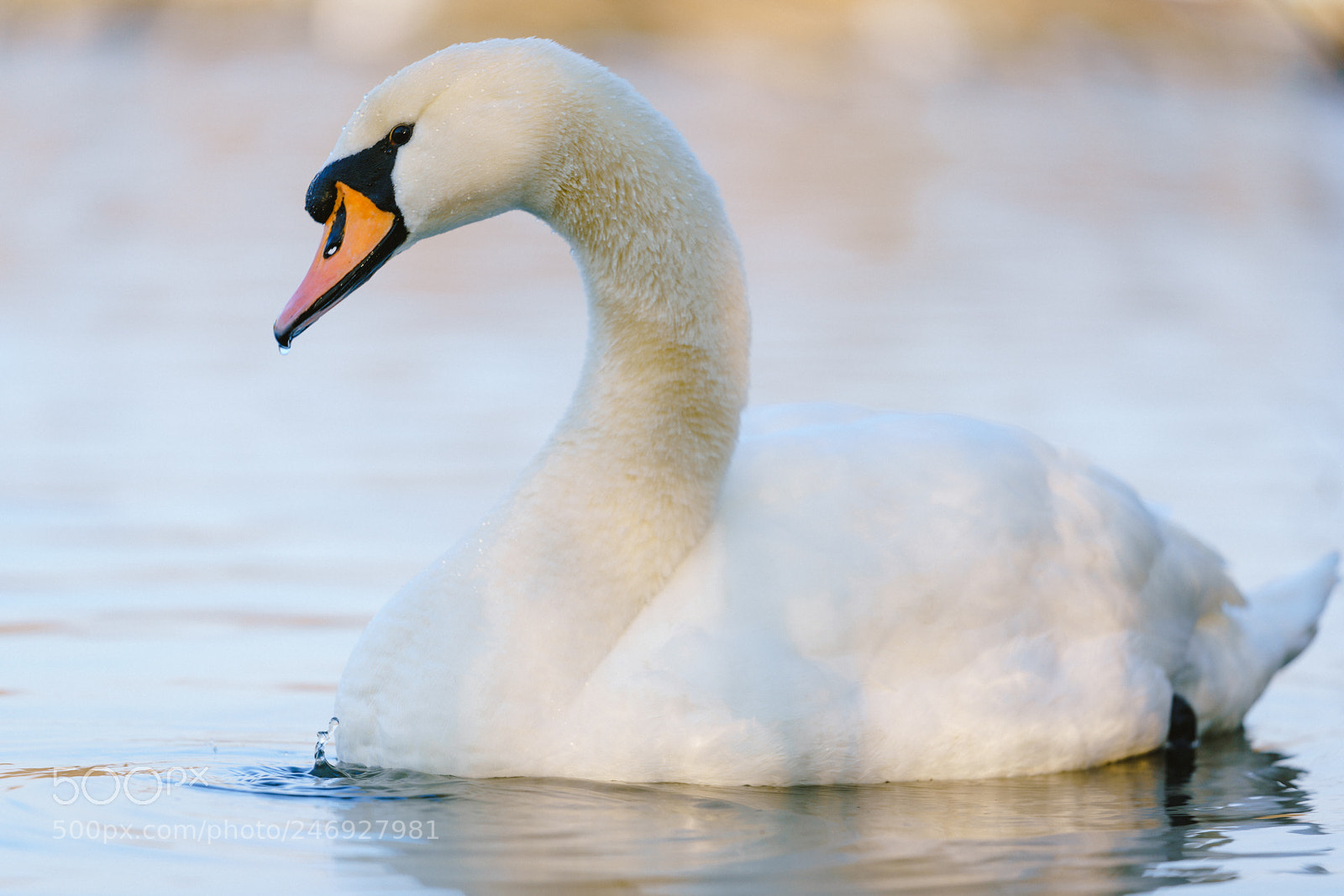 Sony a7R III sample photo. Höckerschwan photography