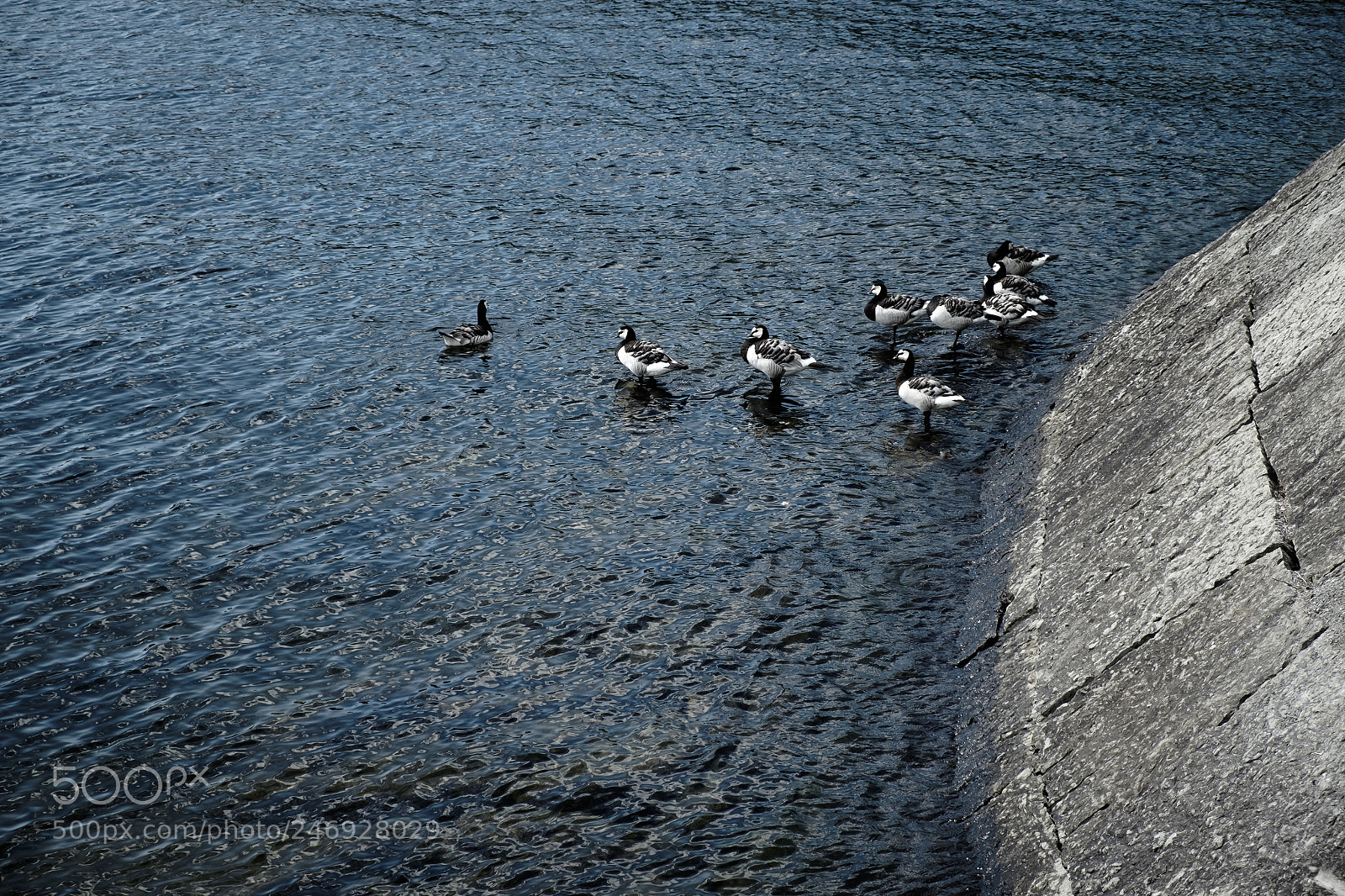 Fujifilm X-E2S sample photo. Barnacle geese photography