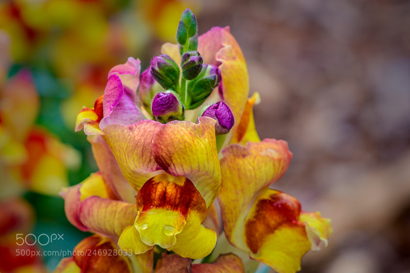 Nikon D7200 sample photo. A bunch of colour photography
