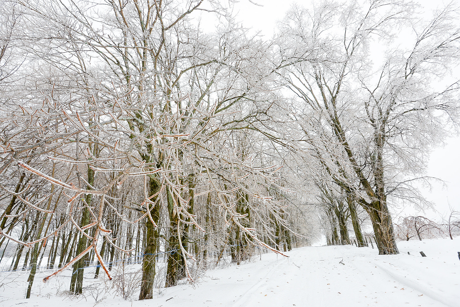 Nikon D800 sample photo. Ice storm in canada photography