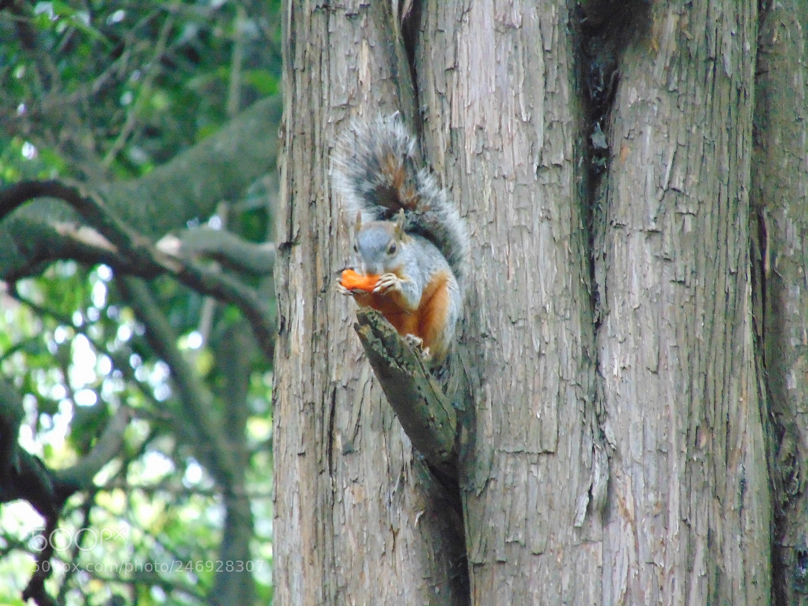 Sony Cyber-shot DSC-H300 sample photo. Ardilla comiendo. cdmx. photography