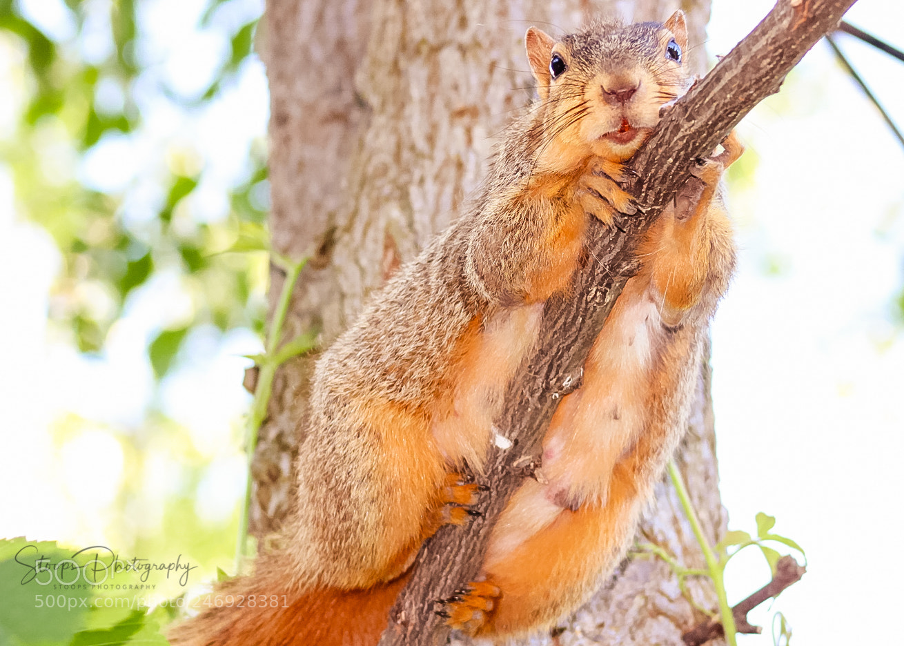 Canon EOS 1300D (EOS Rebel T6 / EOS Kiss X80) sample photo. Posing squirreleditedtnvx photography