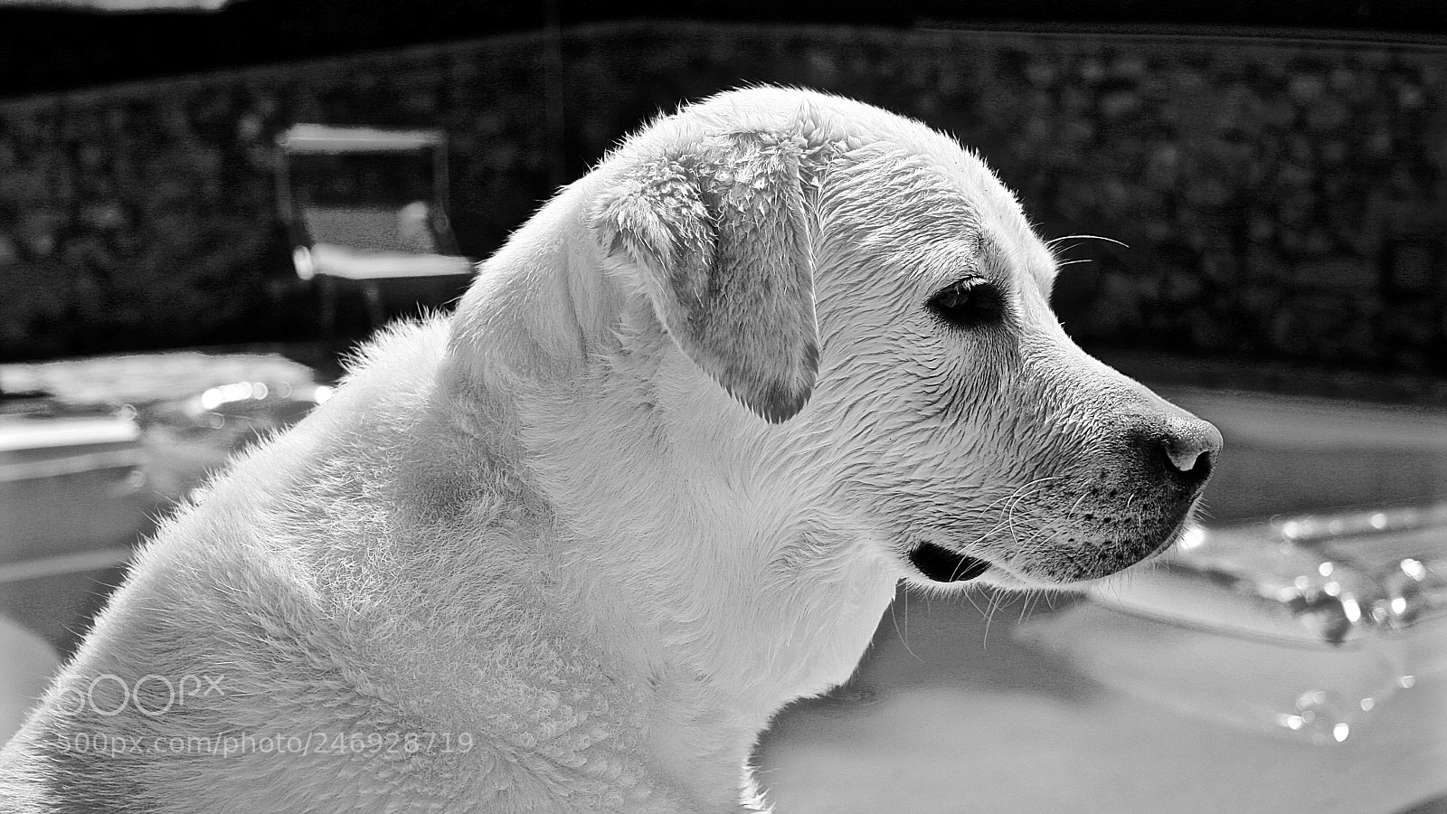 Canon EOS 400D (EOS Digital Rebel XTi / EOS Kiss Digital X) sample photo. Poolside labrador photography
