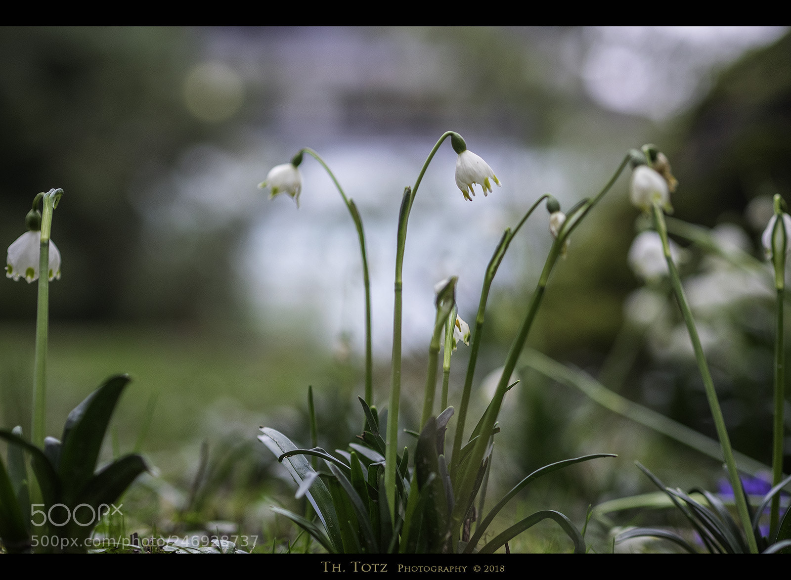 Olympus OM-D E-M1 sample photo. Snowdrops photography