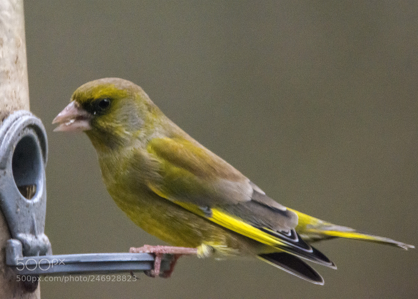 Nikon D7100 sample photo. Greenfinch at the table photography