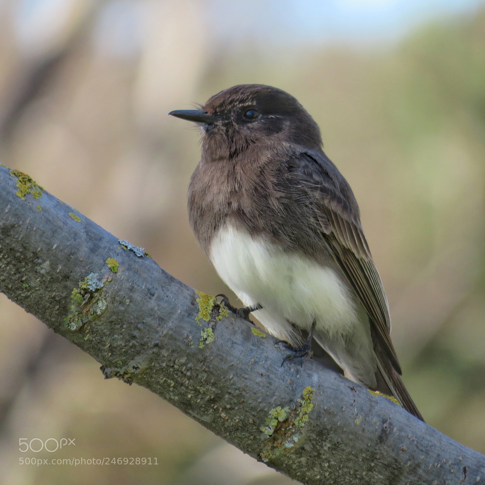 Canon PowerShot SX720 HS sample photo. Black phoebe photography