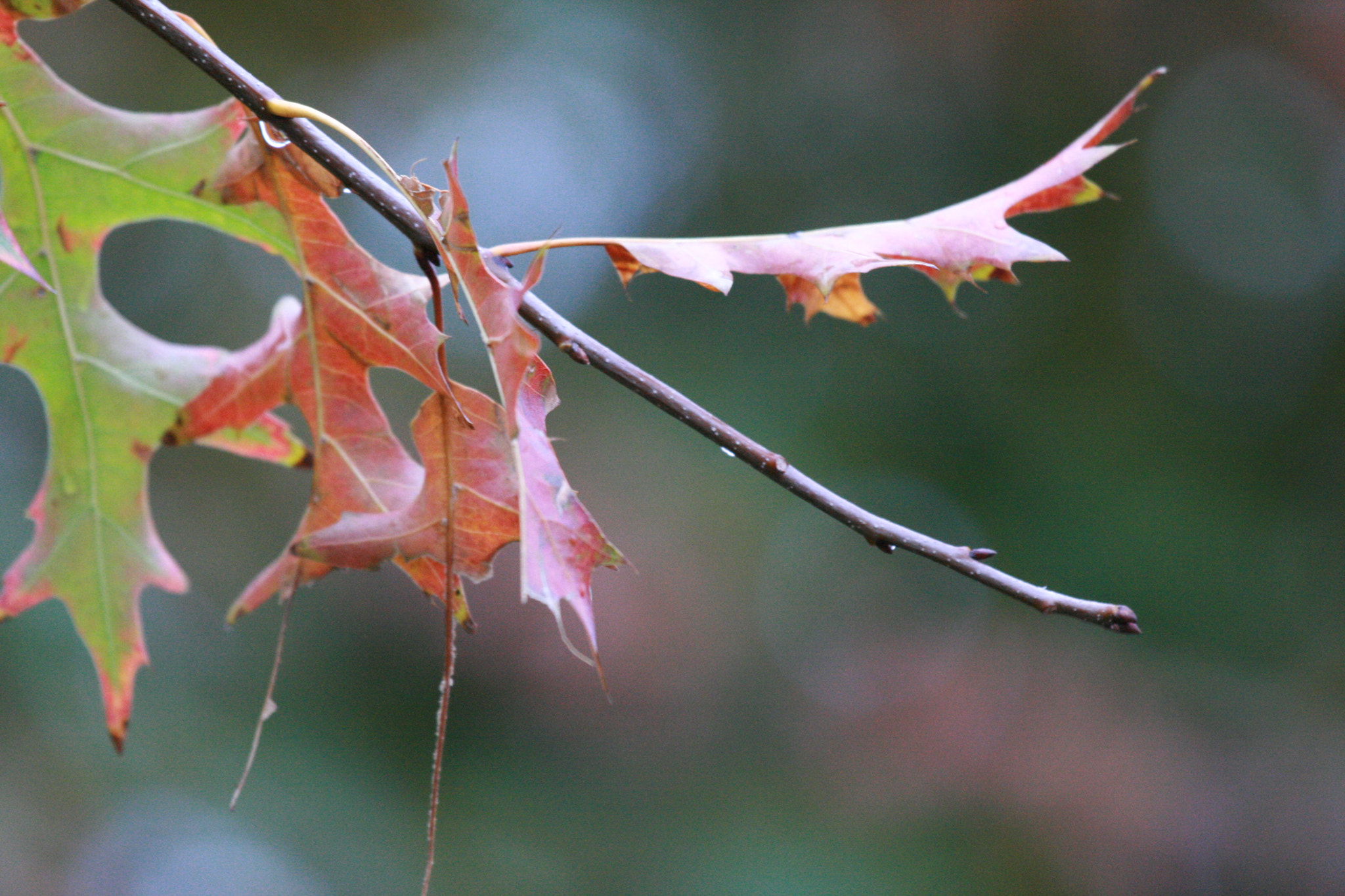 Canon EF 70-200mm F4L IS USM sample photo. Img photography