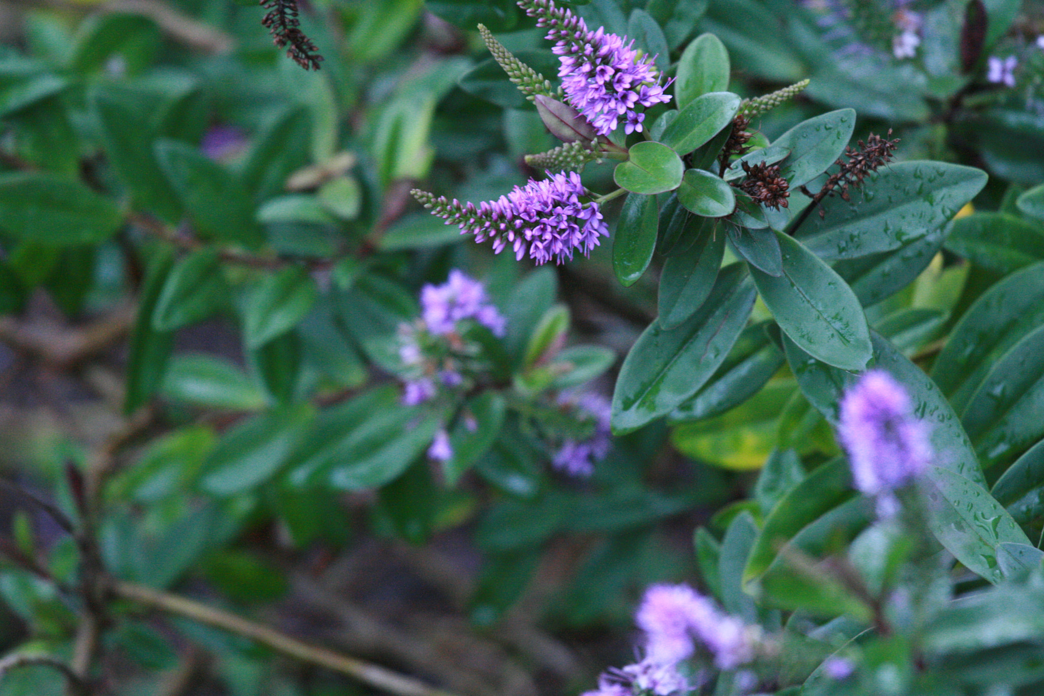 Canon EF 70-200mm F4L IS USM sample photo. Img photography