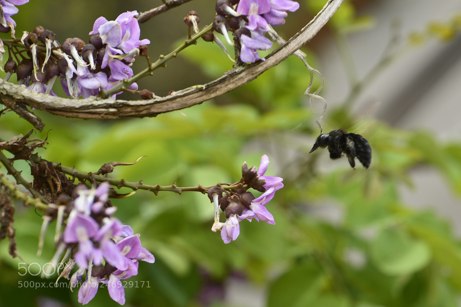 Nikon D7100 sample photo. Em busca do n photography