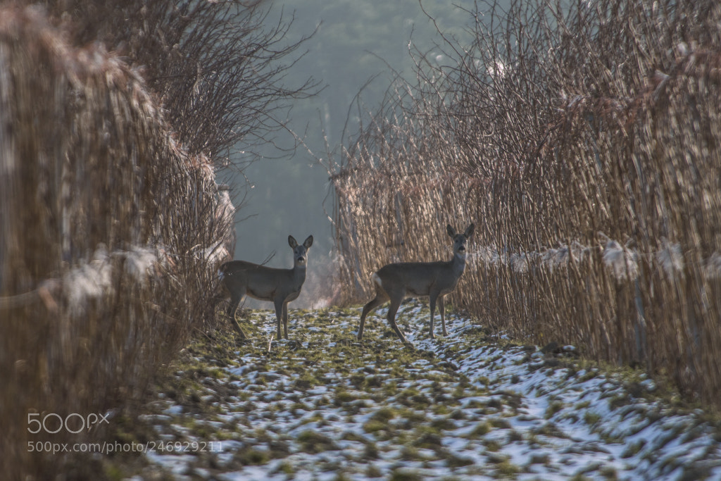 Nikon D500 sample photo. Pair photography