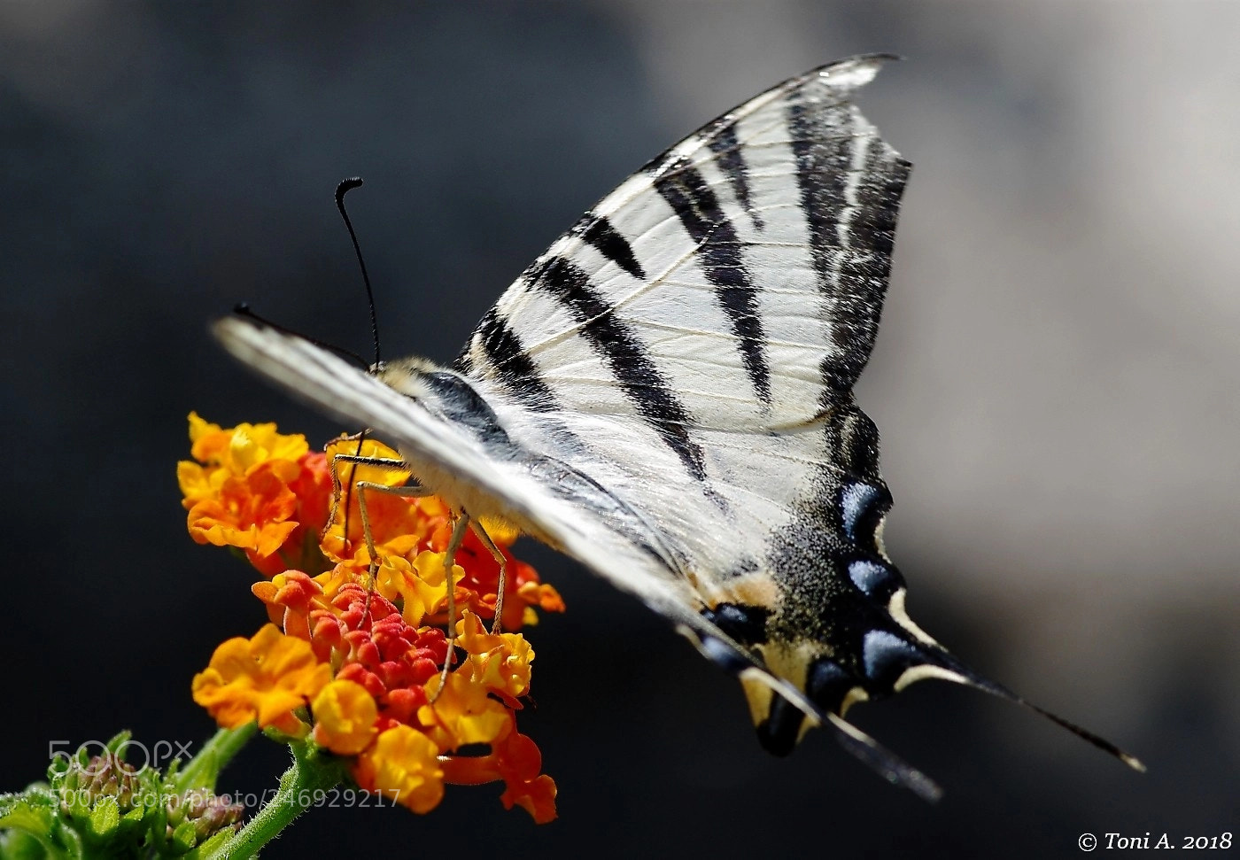 Pentax K-5 II sample photo. Butterfly photography