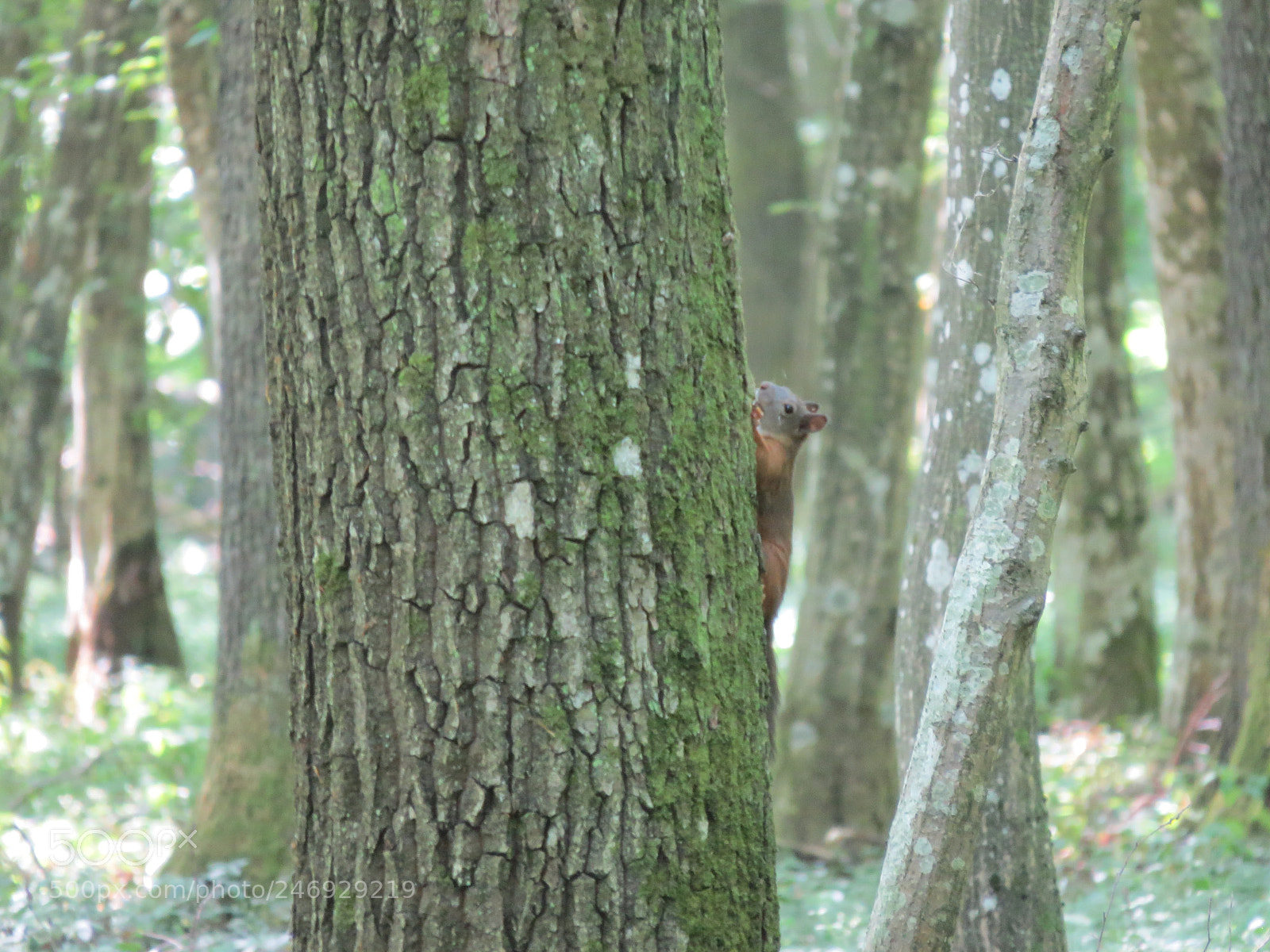 Canon PowerShot SX50 HS sample photo. Img photography
